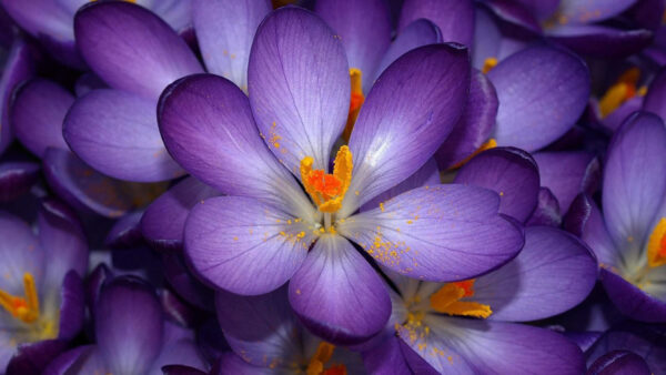 Wallpaper Color, Spring, Desktop, Flowers, Background, Purple