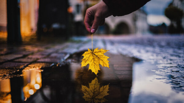 Wallpaper Man, Autumn, Water, Photography, Reflection, Holding, Yellow, Leaf