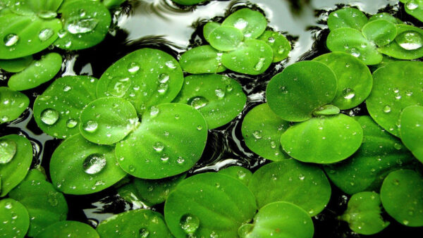 Wallpaper With, Water, Clover, Drops, Four, Leaves, Desktop, Leaf