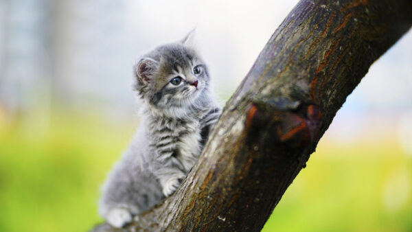 Wallpaper Kitten, Tree, Trunk, Blur, White, Black, Cat, Sitting, Background