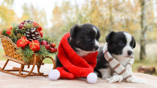 Wallpaper With, Near, Puppies, Pet, Baby, Ornaments, Scarf, Desktop, Animals