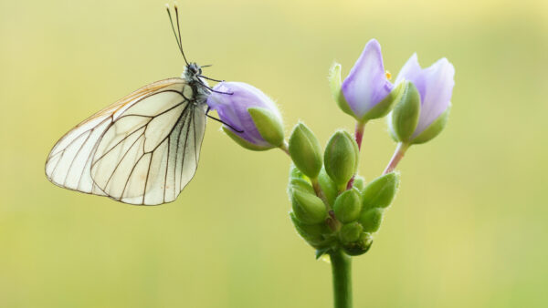 Wallpaper White, Green, Flower, Purple, Background, Butterfly