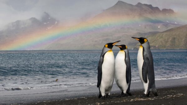 Wallpaper Are, Penguin, Ocean, Standing, Desktop, Rainbow, Sand, Background, Three, Beach, Mobile, Penguins