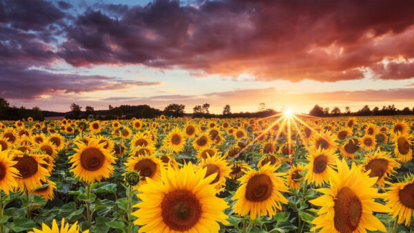 Wallpaper Sunflowers, Black, Clouds, Sunflower, Field, Sky, Sunset, During, Blue, Under