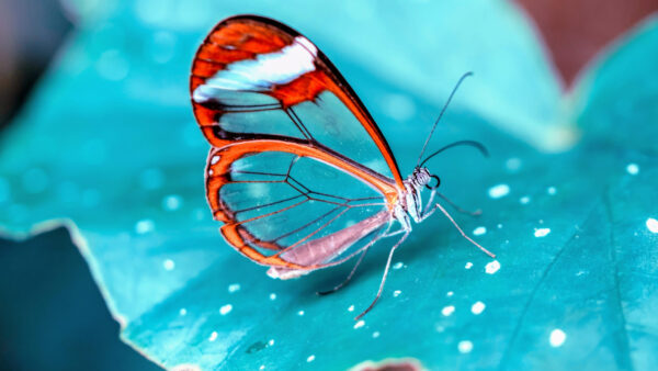 Wallpaper Red, Glasswing, Butterfly, White, Blur, Background, Leaf, Green