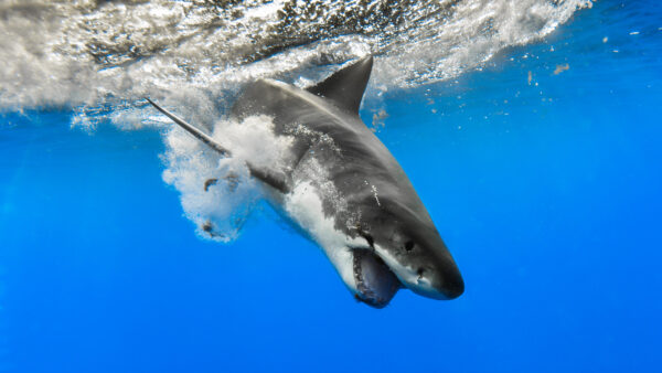 Wallpaper Underwater, Great, Shark, White