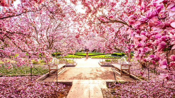 Wallpaper Pink, Cherry, Blossom, Photography, Flowers, Garden