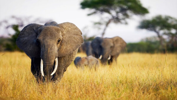 Wallpaper Africa, Elephant, African