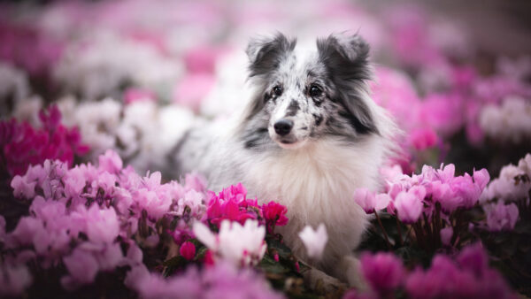 Wallpaper Pet, Field, Dog, Shetland, Sheepdog, The, Flowers, Middle, Sitting, Pink