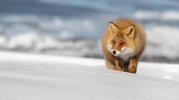 Wallpaper Fox, White, Brown, Field, Standing, Snow