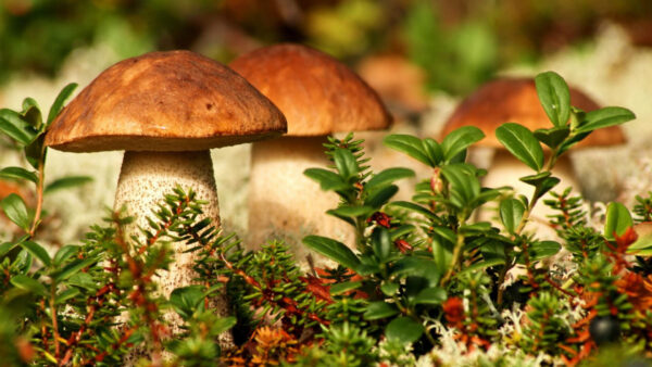 Wallpaper With, Mushrooms, Green, Mushroom, Background, Blur, Brown, Plants, Small