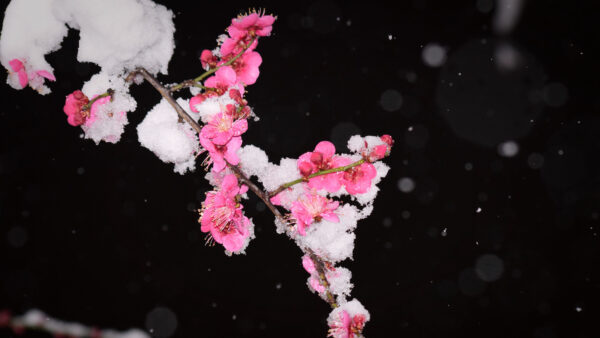 Wallpaper Desktop, Mobile, Flowers, Plum, Snow, With, Dark, Branches, Tree, Background, Pink