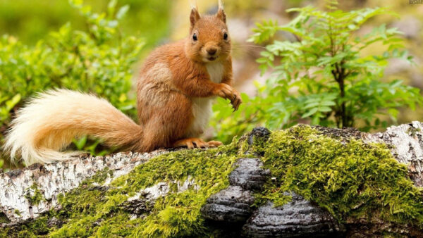 Wallpaper Blur, Fur, Green, Brown, Plants, Squirrel, Leaves, Background, Standing