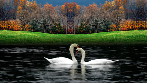 Wallpaper Floating, Water, Are, Background, Swan, Two, Trees, White, Birds, Beautiful