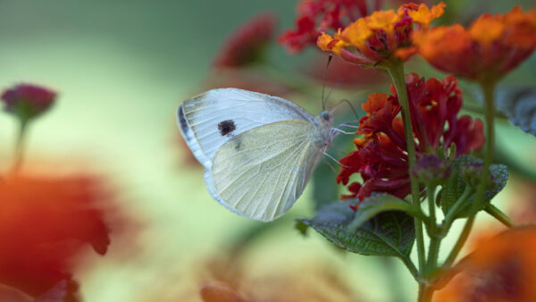 Wallpaper Flower, Red, Ash, Butterfly, Desktop, Light