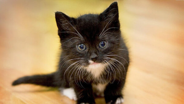 Wallpaper Floor, Black, Kitten, Wood, Cat