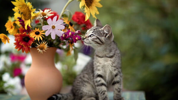 Wallpaper White, Flower, Sitting, Black, Background, Pot, Cat, Near, Blur, Colorful