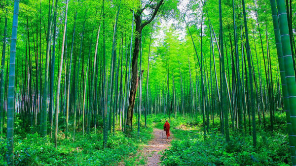 Wallpaper Forest, Walking, Man, Bamboo, Between, Path, Trees