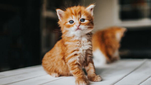 Wallpaper Brown, White, Background, Blur, Cat, Eyes, Cute, Black