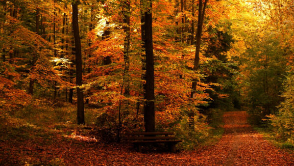 Wallpaper Orange, Green, Background, Trees, Autumn, Desktop, Forest