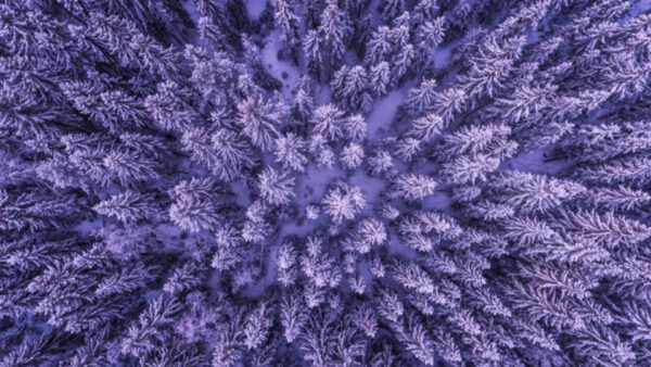 Wallpaper Forest, Background, Purple, Aesthetic, Trees, View, Aerial