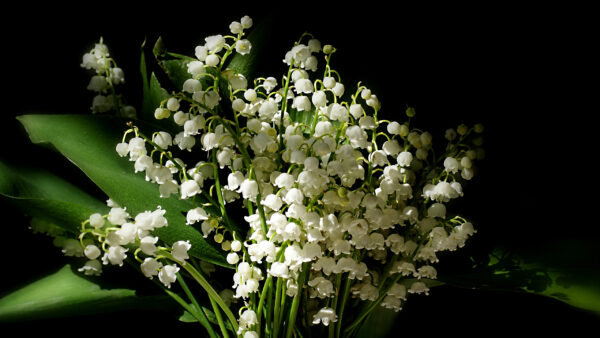 Wallpaper Leaves, Flowers, The, Lily, Green, White, Black, Valley, Background