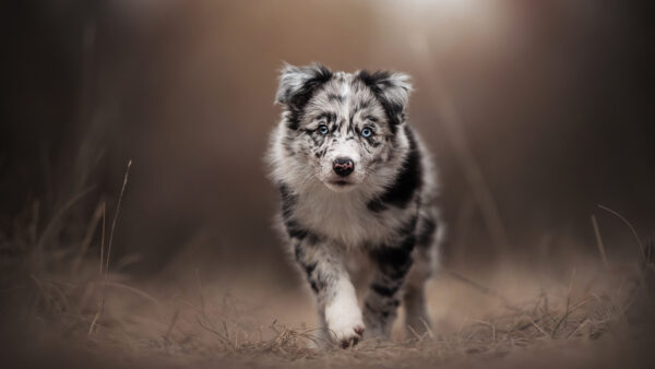 Wallpaper Background, Dry, Blur, Walking, White, Dog, Grass, Black