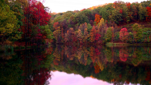 Wallpaper Red, Yellow, Fall, Leaves, Forest, River, Trees, Reflection, Green