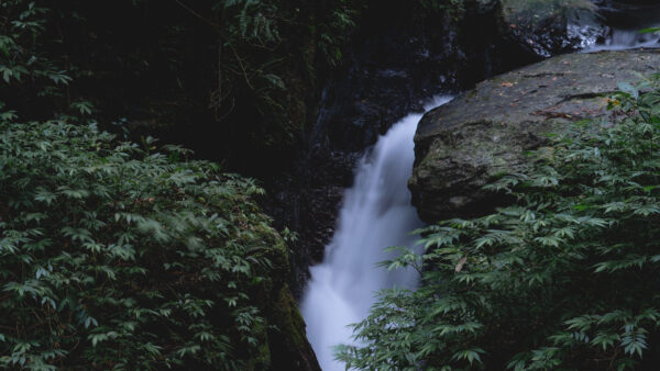 Wallpaper Nature, Background, Mobile, Forest, Trees, Bushes, Waterfall, Between, Stream, Rocks, Desktop