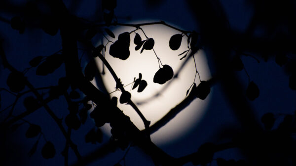 Wallpaper Branches, Leaves, Desktop, Tree, Silhouette, Moon, Background, Dark