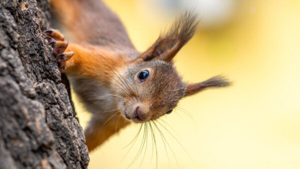 Wallpaper Tree, Trunk, Blur, Background, Squirrel, Standing