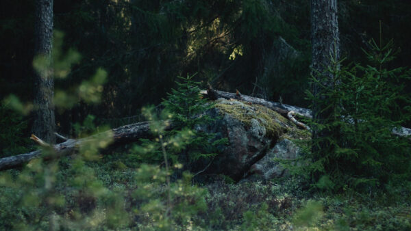 Wallpaper Nature, Dry, Bushes, Trees, Stones, Background, Forest, Branches