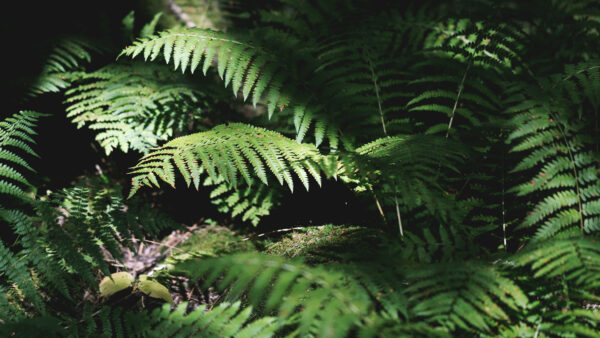 Wallpaper Nature, With, Leaves, Fern, Sunlight, Branches, Plant