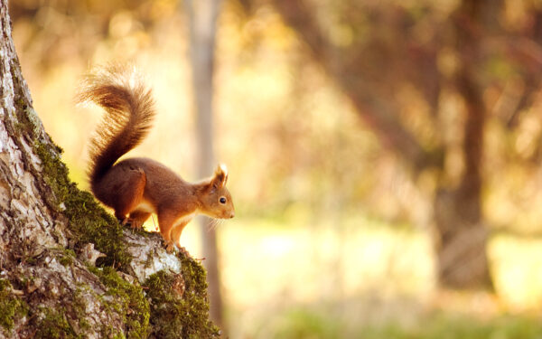 Wallpaper Squirrel