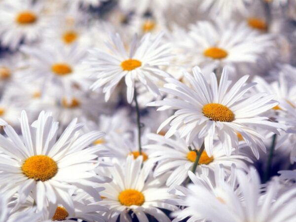 Wallpaper Flowers, Beautiful, White