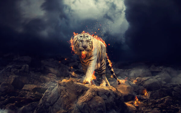 Wallpaper Tiger, Raging, White