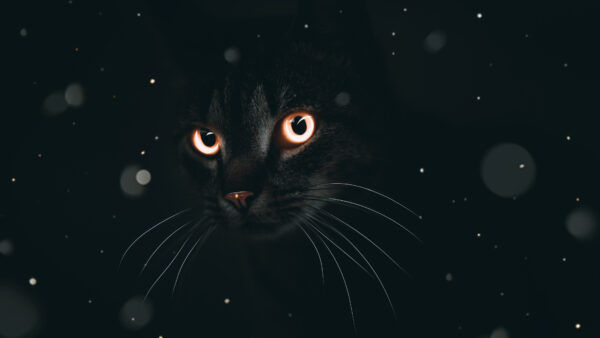 Wallpaper Cat, Dark