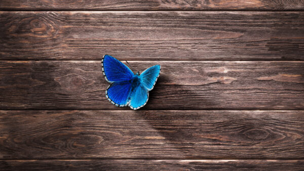 Wallpaper Blue, Butterfly