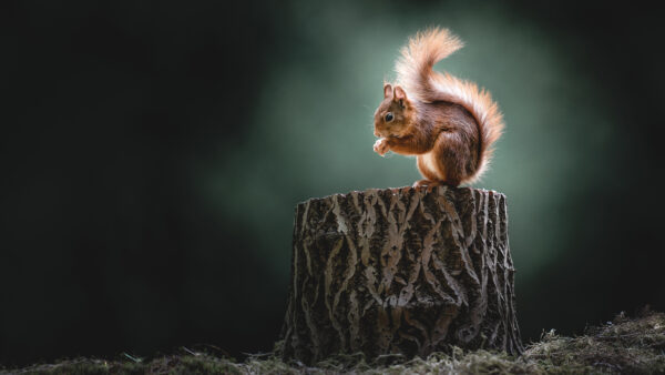 Wallpaper Mobile, Squirrel, Desktop, Animal, Animals