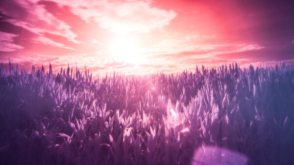 Wallpaper Pink, Landscape