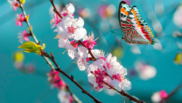 Wallpaper Blossom, White, Butterfly, Colorful, Pink, Desktop, Above