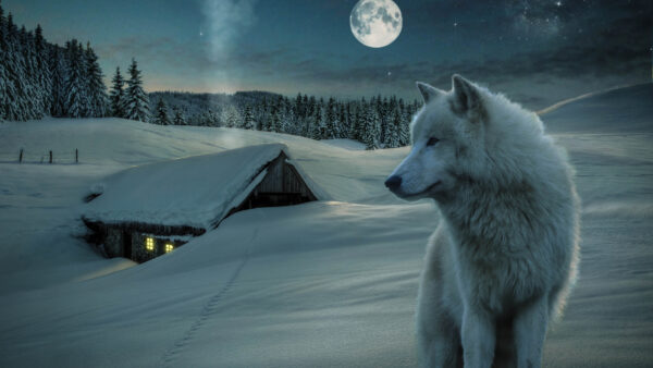 Wallpaper Mobile, Desktop, Standing, White, Background, Moon, During, Nighttime, Animals, Wolf, Animal, Mountain, Snowy
