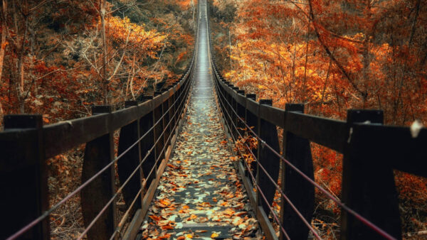 Wallpaper Leaf, Nature, Autumn, Trees, Desktop, Wooden, Mobile, Brown, Between, Maple, Bridge