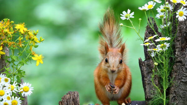 Wallpaper Blur, Cute, With, Look, Animals, Animal, Desktop, Background, Squirrel