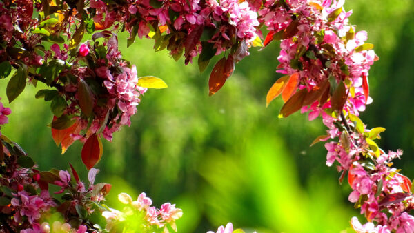 Wallpaper Flowers, Desktop, With, Leaves, Background, Blossom, Nature, Closeup, Blur, Pink, Green, Mobile, View