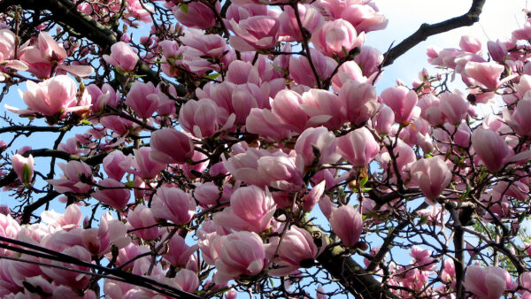 Wallpaper Magnolia, Blossom, Pink, Earth, Desktop, Branch, Tree