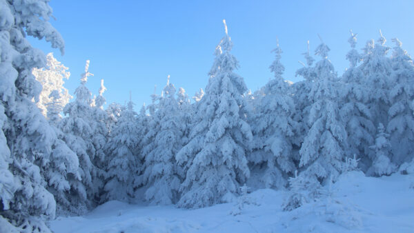 Wallpaper Desktop, Covered, Winter, Mobile, Forest, Under, Snow, Sky, Trees, Blue, Spruce