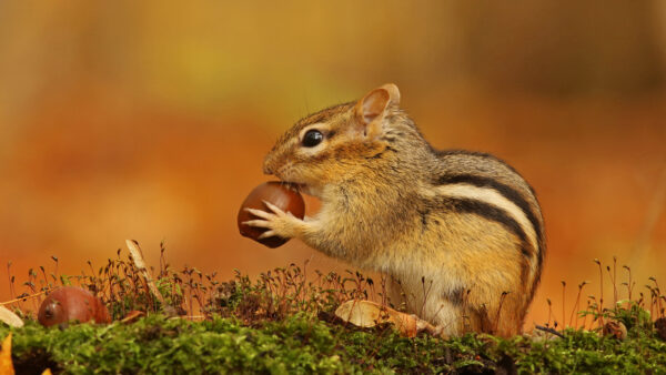 Wallpaper Squirrel, With, Desktop, Chipmunk, Black, Eastern, Eyes, Mobile