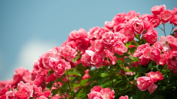 Wallpaper Shurb, Roses, Flowers, Beautiful, Sky, Mobile, Desktop, Blue, Under, Pink