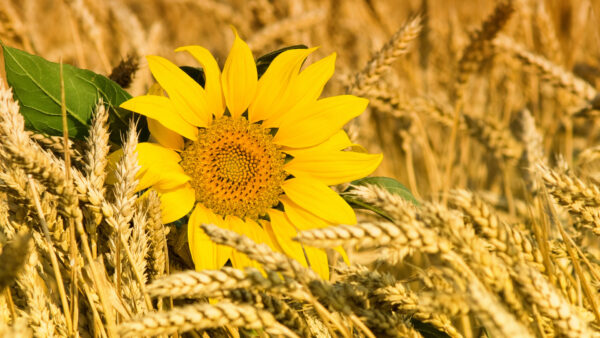 Wallpaper Desktop, Flowers, Wheat, Sunflower, Field